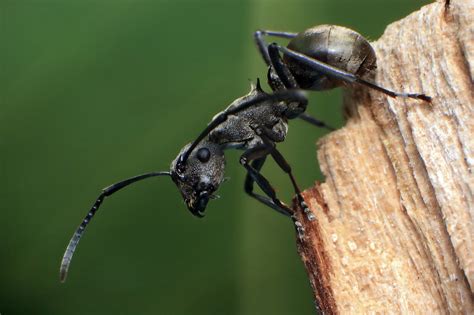 黑 棘 蟻